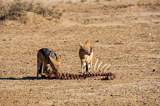 What Do Jackals Eat? (Diet & Facts)