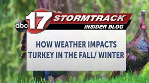 How weather impacts turkey in the fall and winter