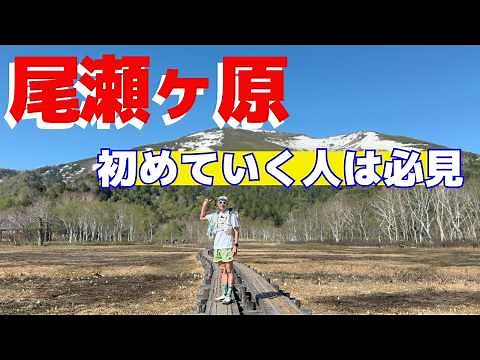 【尾瀬2026】水芭蕉見頃の尾瀬ヶ原が美しすぎた🌿鳩待峠から見晴まで歩いて尾瀬小屋ランチを楽しんできた