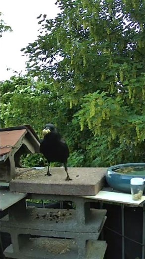 Why do Ravens wash their food? 🐦‍⬛💦 | BIRD DECK Observation