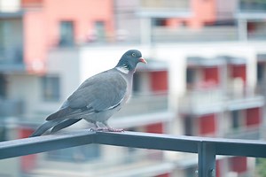 Invasi dai piccioni: cosa fare per tenerli lontani da casa e balcone (senza fargli male)