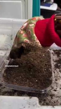 Seed starting doesn’t not have to cost hundreds of dollars.