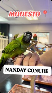 1.1K views · 110 reactions | Nanday conure #modesto #nandayconure #conure #pericos #viral | Canela Petshop | Facebook