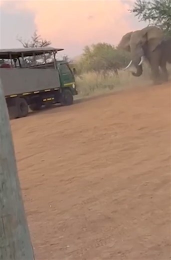 176K views · 2.5K reactions | #elephant  #charges #safari Truck   That's what happens when your in their territory!! | Sweet Tino Bebes Journey Familia & Beyond | Facebook