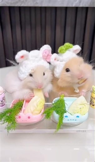 Vag with cheese add now #mouse #hamster #rat