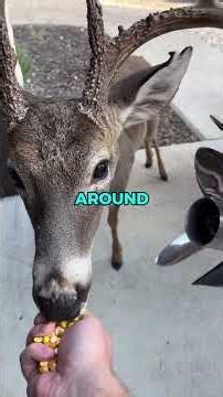 Would a Deer Make a Good Pet? | Pets Rated 🦌😲