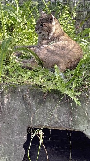18K views · 586 reactions | Enjoy a zen moment with Shiloh bobcat! #BigCatRescue #Rescue #BigCats #Bobcat #FBReels #Cat #Zen #Florida #Sanctuary #CaroleBaskin | Big Cat Rescue | Facebook