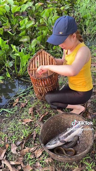 Amazing Fish Trapping Skills