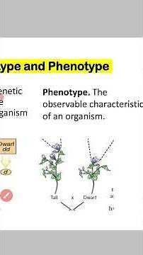 Genotype and Phenotype | Defination of genotype and Phenotype|Genetics terms