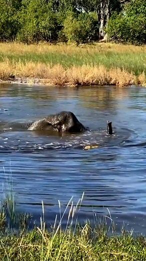 #elephant #elephants #elephantbehaviour #wildlife #reels #conservation #wild #amazing #wow #animals (171) | Elephant Time