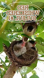 RED WHISKERED BULBUL #birdwatching #bird #birding #5083 #bulbulbird #birdfamil #bulbul #birdwatchers #birdplanet #birdphotography #redwhiskeredbulbul #birds | Bird Life2