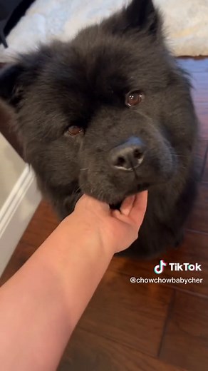 Chow Chow Barking: What You Need to Know