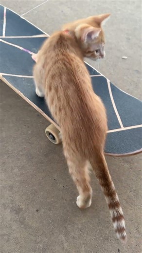 Training my cat for SLS