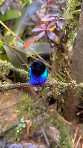 Beautiful hummingbird | The Wildlife
