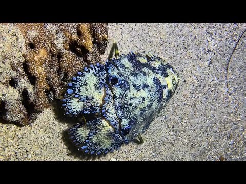 Live 🟢 –Ocean Mystery Creatures - Full Rare Catch Record！🦀🌊#diving #fishing #hunting #shorts