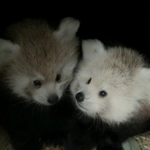 We have some happy news to share this International Red Panda Day... We've recently welcomed two bundles of fluffy joy to Longleat! Meet our two new red panda cubs. | Longleat
