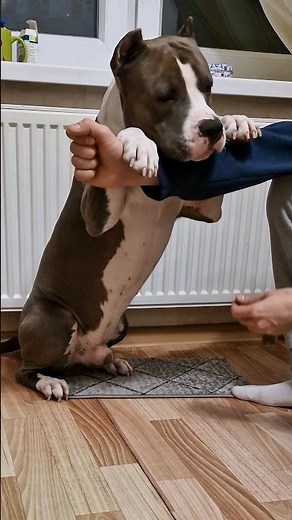 Амстафф Локи 3 года | Прогресс Есть | Стаффорд | Amstaff Loki