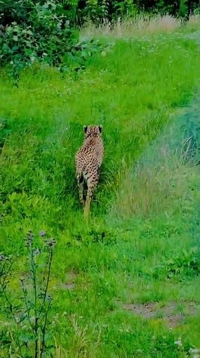 Cheetah - Fastest Mammal in the World