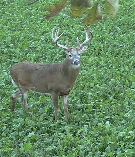 This year has been difficult so far having way more up and comers with higher scores than older deer with higher scores. But I belive when you set a goal you have to stick to it no matter what that goal is for you! ••• Instead of a Hero Shot behind a buck I get to share the Hero video of that moment I stuck to my goal and got to watch this gorgeous 4yo ••• Commitment to Management is not always easy but it’s always worth it! Trust the Process! #iowa #landmanagement #future #hunting #buck