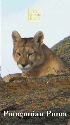 🐾 The Majestic Puma of Chile