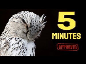 Sound To Make Your Bird Sleep Within 5 Minutes | Music For Birds