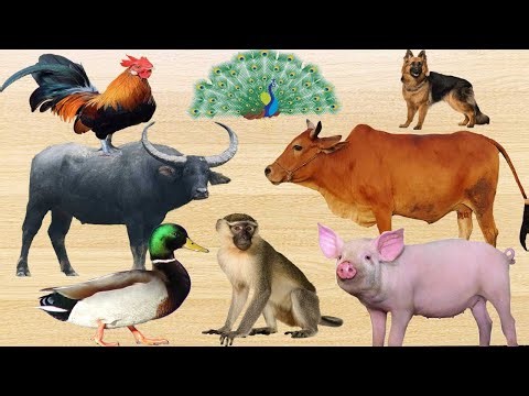 con bò - con lợn - con chó - con ga - con trâu - con vịt - các con vật - con gì đây - bé học con vật