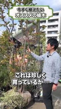 【超オススメ！】お庭の雰囲気を劇的に変える植木！ガーデンデザイナーイチオシ3選を紹介！