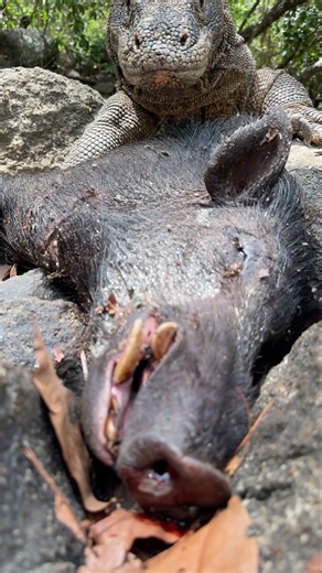 OMG😬 Black predator dies in attack⁉️🥶