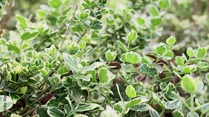 In one of the picturesque city parks, you can see a beautiful green shrub of birch bark, the leaves of which are gently fluttering in the summer breeze