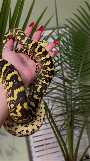 Mouser my female jungle carpet python