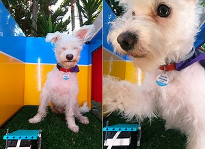 Inventor Uses LEGO Mindstorms Robot Inventor Kit to Build a Selfie Booth for Dogs
