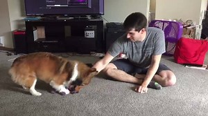 141 reactions · 6 comments | Playtime with Dad! | Hiccup the Corgi | Facebook