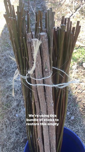 Andrew Conboy | We used a bunch of native live stakes to restore this streambank in Philadelphia. We used Salix discolor (American P* willow), Salix nigra... | Instagram