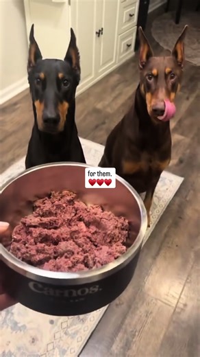 Your dogs deserve the best (at a price that won’t make your wallet run away screaming) and that’s where we come in. We’ve been manufacturing raw pet food for over 26 years; we’re true to this, not new to this. We use premium ingredients, follow industry-leading food safety and manufacturing practices, and have the lowest prices among other major premium raw brands. Why? Because we’re dog owners too, and we believe all dogs deserve food that honors their biology and enables them to be as healthy 