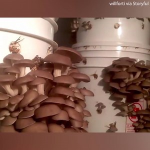 7K views · 23 reactions | These mushrooms look like something out of this world  | Daily Mail Video | Facebook