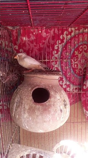 Mutation Finch breeder pair