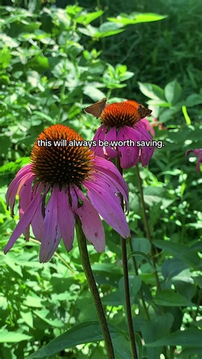 The Importance of Native Plants and Pollinators in Ecosystems