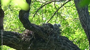 Three little red shouldered hawk are waiting for their parents to bring prey for them in the nest.