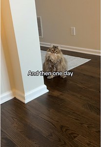 The Importance of Cats in Our Lives