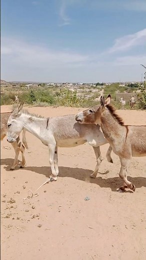 صوت حمار مذهل في الصحراء! لن تصدق ما ستسمعه 🐴😲