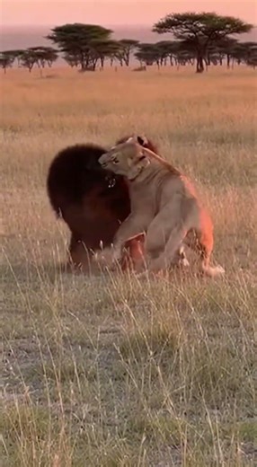 Black Tibetan Mastiff Rescues Puppy From Lioness - Safari Battle! 💥 #safari #shorts
