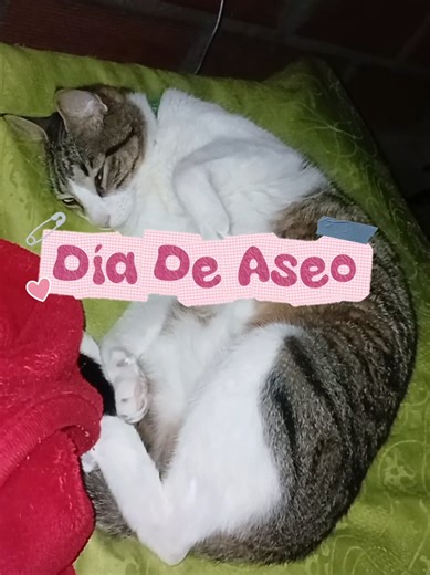 Día De Aseo 🧹🚶🏽‍♀️🪣🫧 #vlog #quehacer #viraaaal #parati