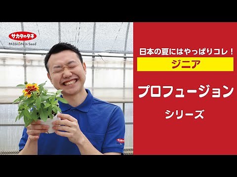[Zinnia] For Japanese summers, the "Profusion" series is a must! [Sakata Seed Co., Ltd.]