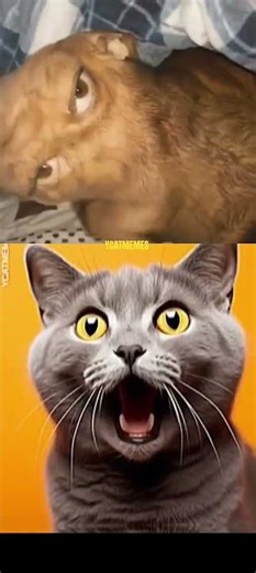 A how did it happen?😂#trending #meme #funny #ycatmemes #comedy #memes