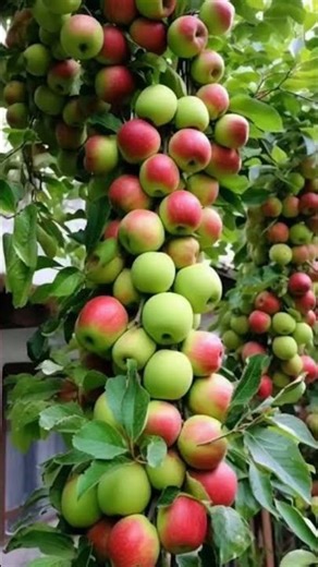 The best and easiest technique for planting and growing apple trees with stem grafts. #garden