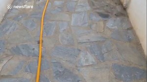 Gecko's tail falls off but still moves around