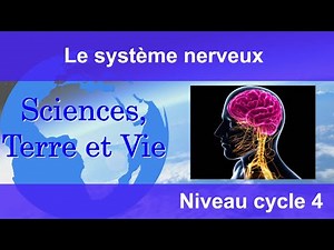 The nervous system