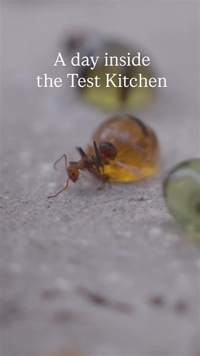 A look inside Noma LA’s Test Kitchen 📍 For the past months, the team has been immersed in experimentation and discovery. Slowly shaping a menu that reflects this moment, and this place. A place we now call home. The making of our LA menu continues, day by day .. more to come! | Noma