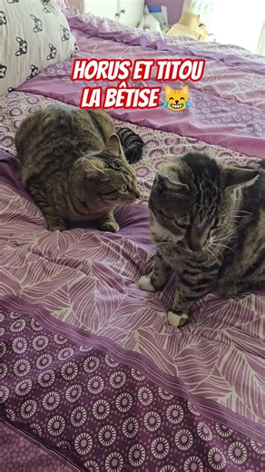 😹 Horus et titou ont fait une bêtise !!! #ytshorts #chat