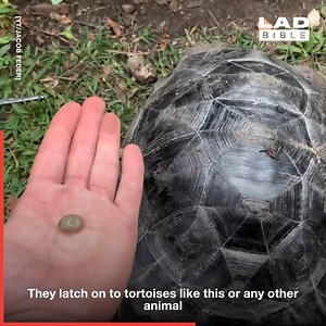 This guy lives with 20 tortoises and in the spring, they are checked for ticks twice a week. Why is this so satisfying? 🐢👏 Jacob Feder | Do It Yourself